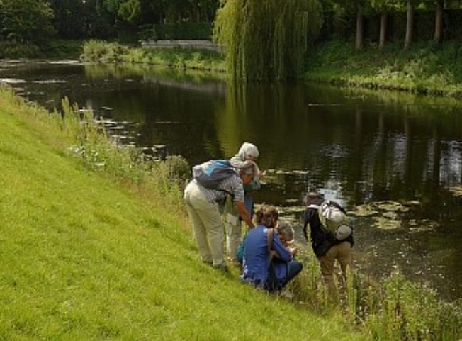 vindplaats Gele maskerbloem
