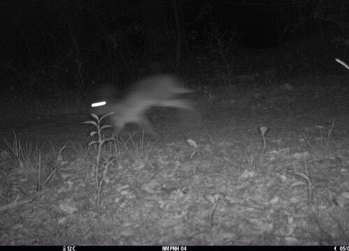 haas. Foto wildcamera